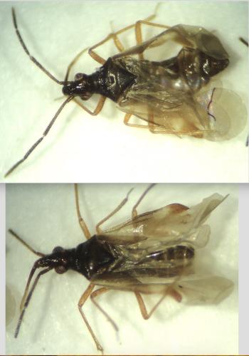 Réf. 300 264 : Loricula bipunctata